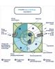 Гринлос Аква 12 Пр Миди - фото 4