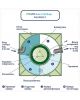 Гринлос Аква 12 Пр Миди - фото 5